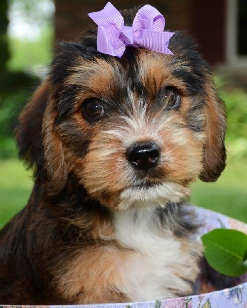 Rh Litter Gretel - ADOPTED 05.28.13