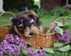 Rh Litter Gretel - ADOPTED 05.28.13