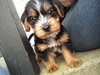 Rh Litter Hansel - ADOPTED 05.23.13