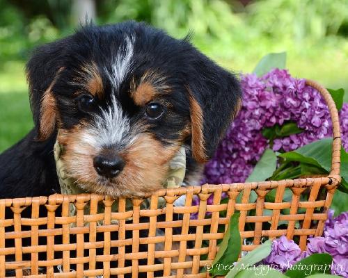 Rh Litter Hansel - ADOPTED 05.23.13