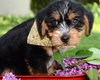 Rh Litter Hansel - ADOPTED 05.23.13