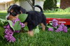 Rh Litter Hansel - ADOPTED 05.23.13