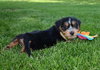 Rh Litter Hansel - ADOPTED 05.23.13