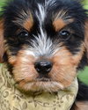 Rh Litter Hansel - ADOPTED 05.23.13
