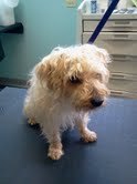 Teddy-ADOPTED 05.27.13