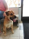 Tony Sbark-ADOPTED 09.15.13
