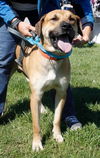 Tony Sbark-ADOPTED 09.15.13