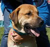 Tony Sbark-ADOPTED 09.15.13