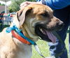Tony Sbark-ADOPTED 09.15.13