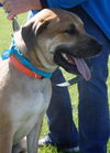 Tony Sbark-ADOPTED 09.15.13