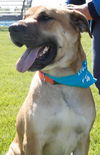 Tony Sbark-ADOPTED 09.15.13