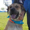 Tony Sbark-ADOPTED 09.15.13