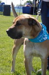 Tony Sbark-ADOPTED 09.15.13