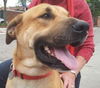 Tony Sbark-ADOPTED 09.15.13