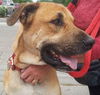 Tony Sbark-ADOPTED 09.15.13