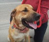 Tony Sbark-ADOPTED 09.15.13