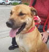 Tony Sbark-ADOPTED 09.15.13