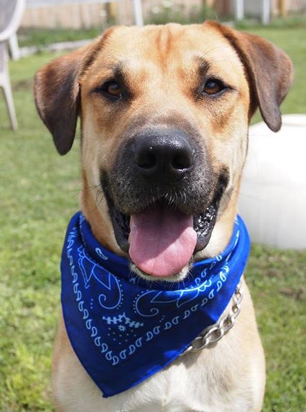 Tony Sbark-ADOPTED 09.15.13