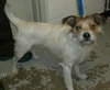 Fozzy-ADOPTED 06.29.13