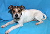 Fozzy-ADOPTED 06.29.13