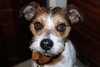 Fozzy-ADOPTED 06.29.13
