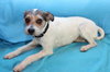 Fozzy-ADOPTED 06.29.13