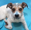 Fozzy-ADOPTED 06.29.13