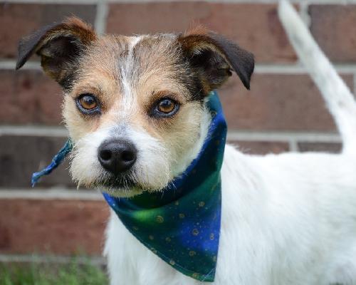 Fozzy-ADOPTED 06.29.13