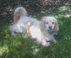 Mr. Tibbs-ADOPTED 06.27.13