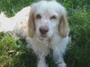 Mr. Tibbs-ADOPTED 06.27.13