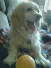 Mr. Tibbs-ADOPTED 06.27.13