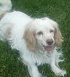 Mr. Tibbs-ADOPTED 06.27.13