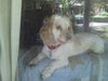 Mr. Tibbs-ADOPTED 06.27.13