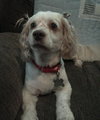 Mr. Tibbs-ADOPTED 06.27.13