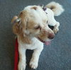 Mr. Tibbs-ADOPTED 06.27.13