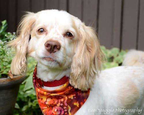 Mr. Tibbs-ADOPTED 06.27.13