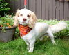 Mr. Tibbs-ADOPTED 06.27.13