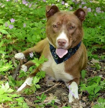 Maxximus - ADOPTED 12.24.14
