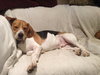 Smokey - ADOPTED 03.23.14