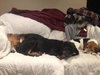 Smokey - ADOPTED 03.23.14