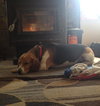 Smokey - ADOPTED 03.23.14