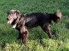 Kenny - ADOPTED (Missing Contract)