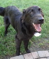 Kenny - ADOPTED (Missing Contract)