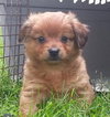 Sh Litter Glory - ADOPTED 06.17.13