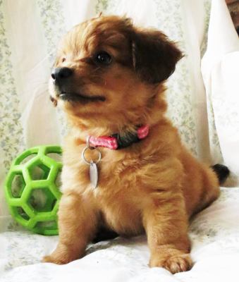 Sh Litter Glory - ADOPTED 06.17.13