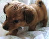 Sh Litter Glory - ADOPTED 06.17.13