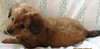 Sh Litter Glory - ADOPTED 06.17.13