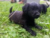 Sh Litter Star - ADOPTED 07.01.13
