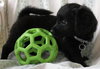 Sh Litter Star - ADOPTED 07.01.13