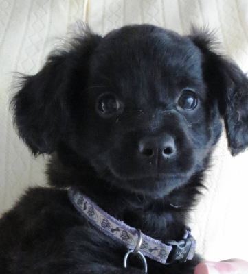 Sh Litter Star - ADOPTED 07.01.13